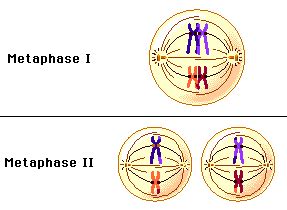 Two stills, of metaphase I and metaphase II | Biology, Learning, Prentice