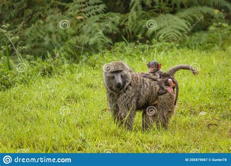 Baby Chacma Baboon Papio Ursinus is Sitting on the Back of it`s Mother ...