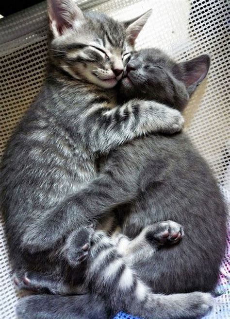 10 Photos of Cats Hugging Is the Cutest Thing Ever