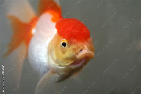 oranda goldfish Stock Photo | Adobe Stock