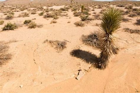 Accona Desert in Italy | HappyTrips.com