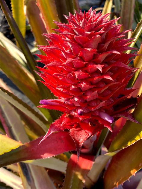 Red Pineapple Plant – Miami Fruit