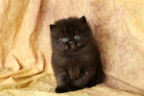 Black Persian Kittens | Black Persian Cats | Doll Face Persian Kittens