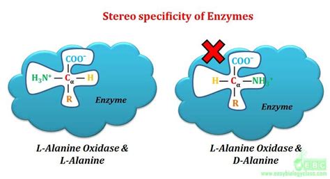 Enzyme specificity - substrate specificity | easybiologyclass