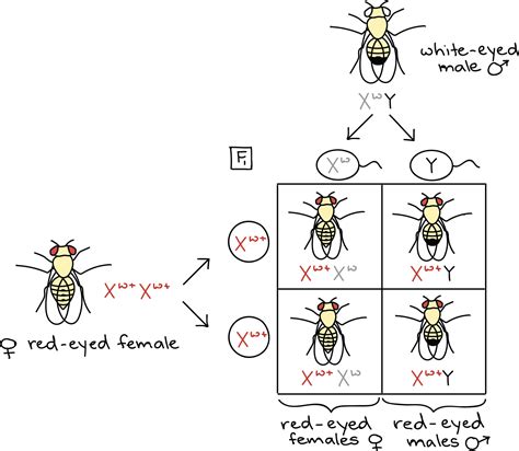 Download Punnett Square For Mating Of White-eyed Male - Thomas Hunt ...