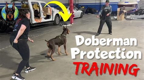 Doberman Protection Training—Pros and Cons - YouTube