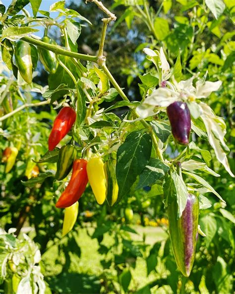 Fish Pepper, a Legacy of the African American Garden | Epicurious