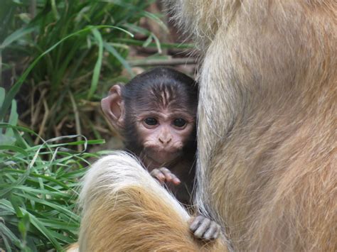 New Patas Monkey baby boy! | Baby animals, Cute baby animals, Baby monkey