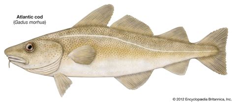 Cod | Size, Diet, & Facts | Britannica