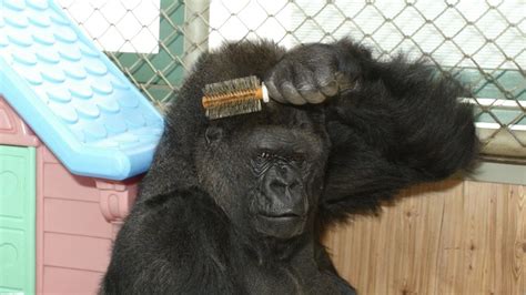 Remembering Koko the Gorilla