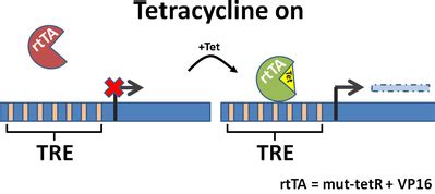 Addgene: Tetracycline Inducible Expression