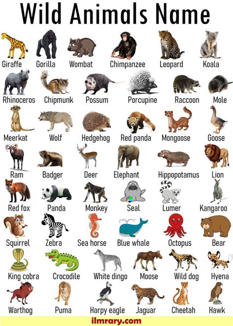 List of 100+ Wild Animals Name | Animals Vocabulary | Animals wild ...