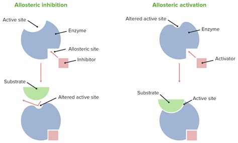 Inhibición Enzimática | Concise Medical Knowledge