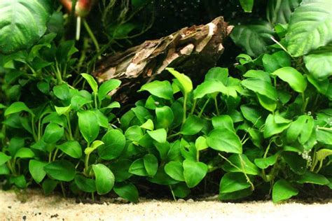 Choosing Aquarium Plants: Real or Fake? | Fishkeeping Advice