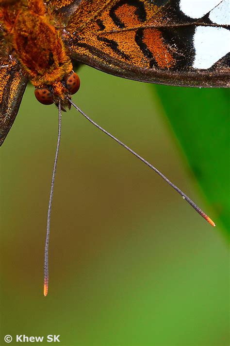 Butterflies of Singapore: The Butterfly Antennae