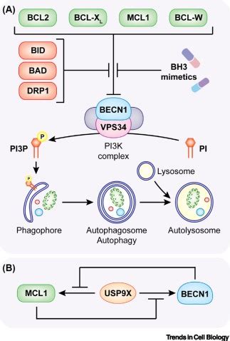 Bcl 2 Pathway