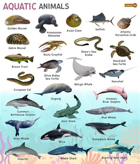 Aquatic Animals – Facts, List, Pictures