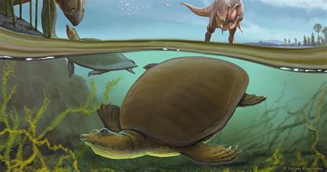 Newly identified softshell turtle lived alongside T. rex and ...