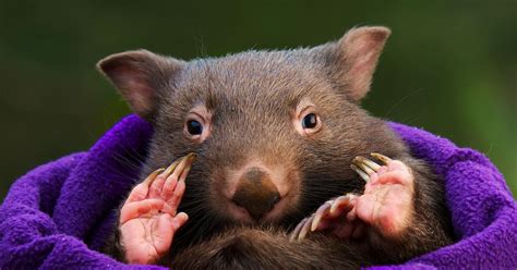 Say hello to the adorable baby wombat that's safe and well thanks to ...