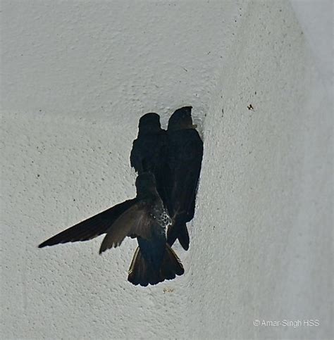 Glossy Swiftlet – nesting conflict – Bird Ecology Study Group