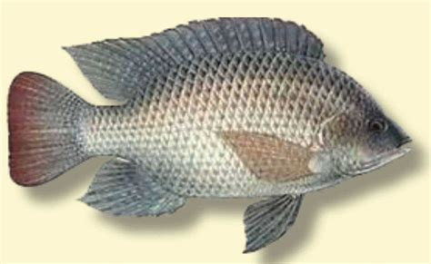 SPECIES SPOTLIGHT: Blue Tilapia | Coastal Angler & The Angler Magazine