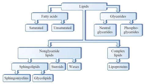 Lipid Metabolism: Beta Oxidation, Lipolysis, Ketogenesis & Ketone Oxidation