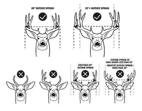 How To Count Points On A Buck's Antlers