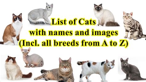 List of cats (all 100 breeds with names and images) - YouTube