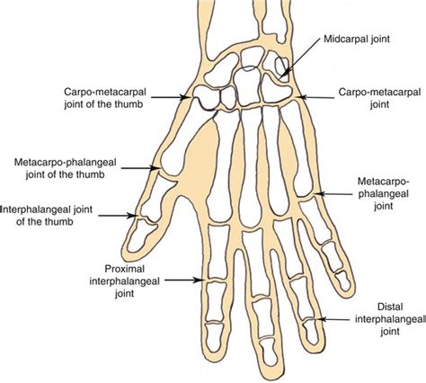 Anatomy Of Hand Joints