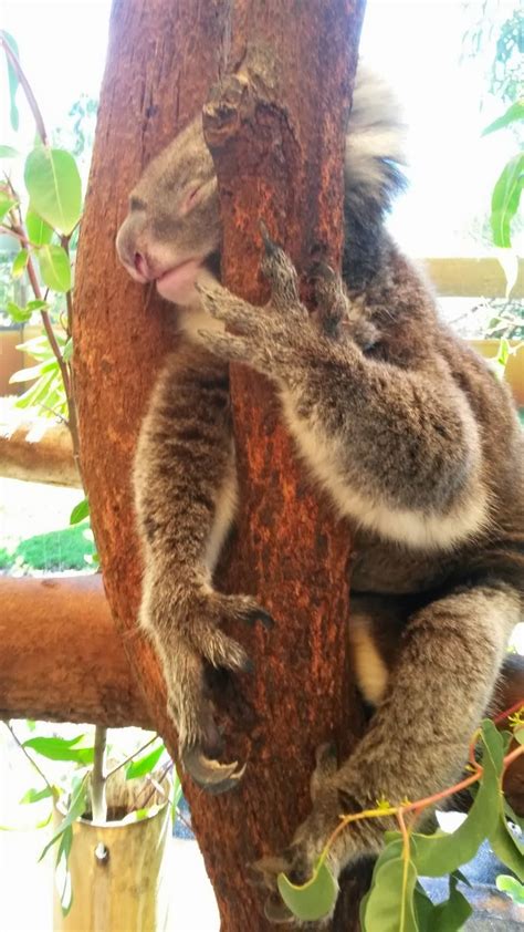 simple happiness: Perth, Western Australia - Caversham Wildlife Park