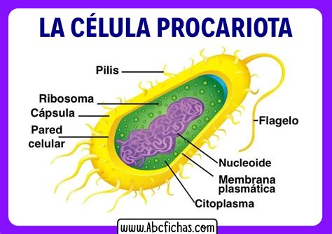 Monótono he equivocado Huelga celula procariota señalando sus partes ...