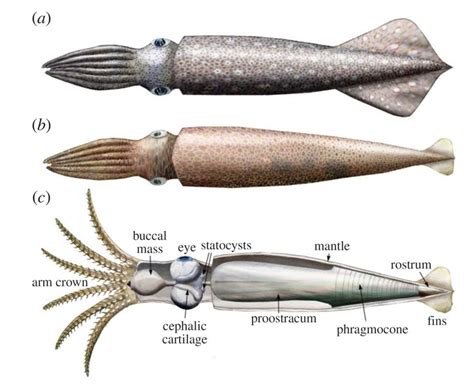 Getting in Touch With the Belemnites | Fossils, Fossil hunting, Fossils ...