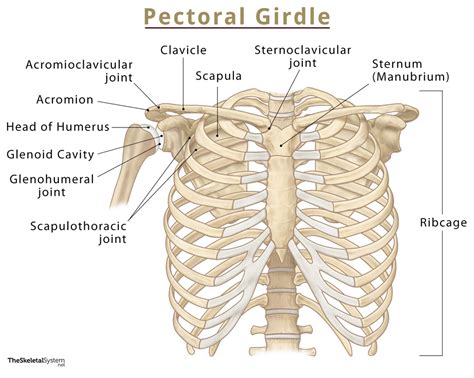 Pectoral (Shoulder) Girdle: Names of Bones, Functions, & Diagram