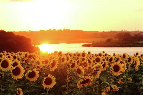 Sunflowers At Sunset Photograph by Lens Art Photography By Larry Trager ...