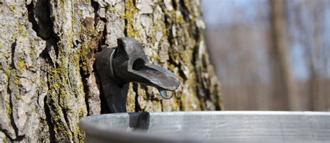 Maple Sugaring: Boiling Down a Long History - Homestead.org