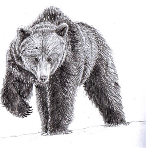 American Black Bear by gollz365 on DeviantArt