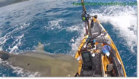 Shark attacks kayak off Hawaii coast in harrowing encounter caught on ...