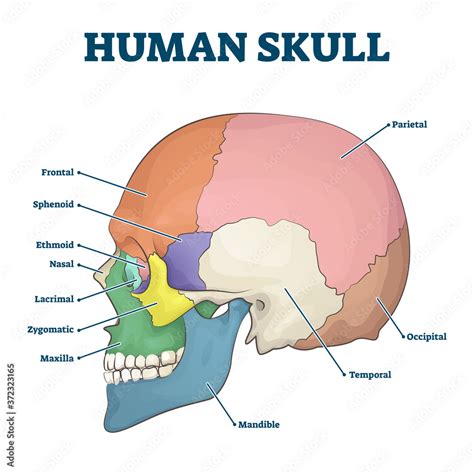 Stockvector Human skull bones skeleton labeled educational scheme ...