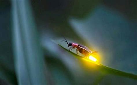 pictures of lightning bugs | Lightning Bug Lighting Bugs, Vida Natural ...