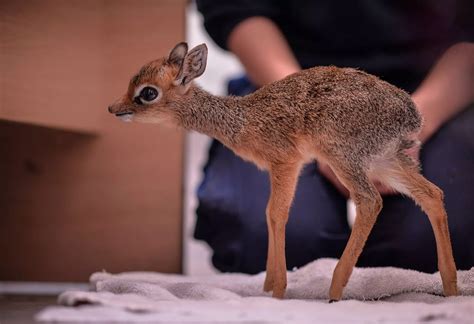 Orphaned baby antelope at Chester Zoo has to be hand reared after mum's ...