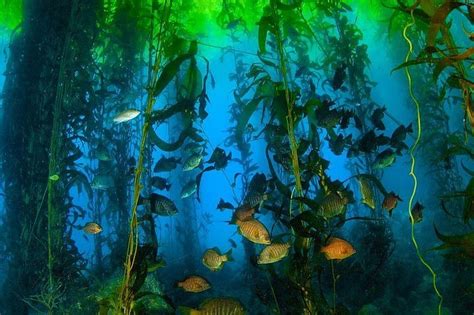 2024 Scuba Diving in Giant Kelp Forest