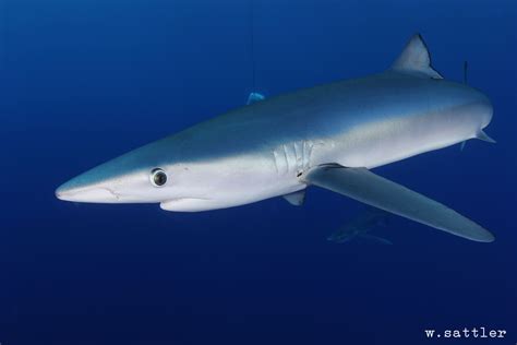 Samoa and Sri Lanka step up to protect blue sharks - SharkNewz