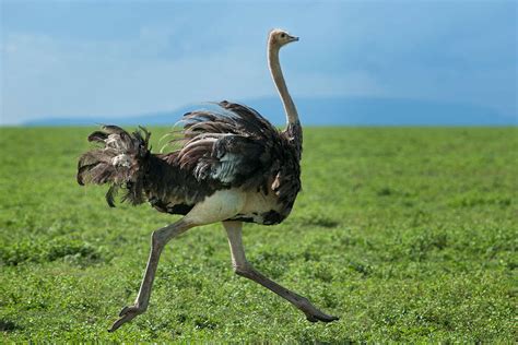 Ostrich fascinating facts - News and Blog - Ashworth Africa