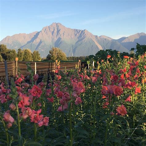 2018 Flower Farm Tours and Workshops Tickets are now LIVE | Alaska ...