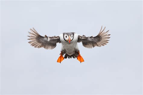 Atlantic Puffins Flying and Flapping « Arthur Morris/BIRDS AS ART