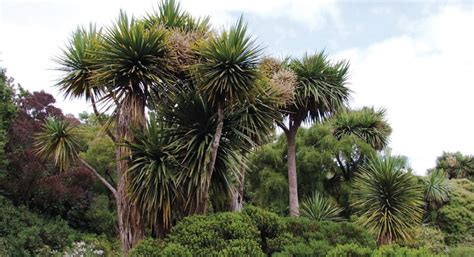 Most common trees and plants in New Zealand – Nz Native Plants