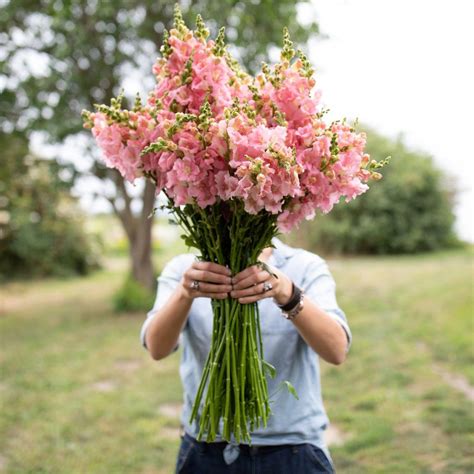 Snapdragon Chantilly Light Pink | Snapdragons, Flower farmer, Flower farm