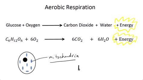 Aerobic Respiration Equation