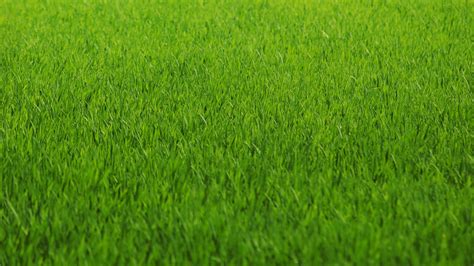 Grass wallpaper | 1366x768 | #43166