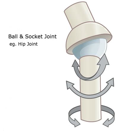 Ball And Socket Joints In The Human Body